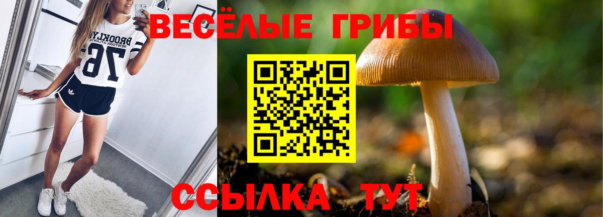 Галлюциногенные грибы Psilocybine cubensis Новоалтайск